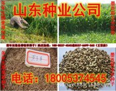 云南玉米青儲飼料供需兩旺，助力畜牧漁業飼料高效轉型